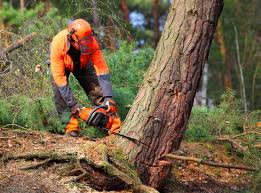 Best Grass Overseeding  in Acworth, GA